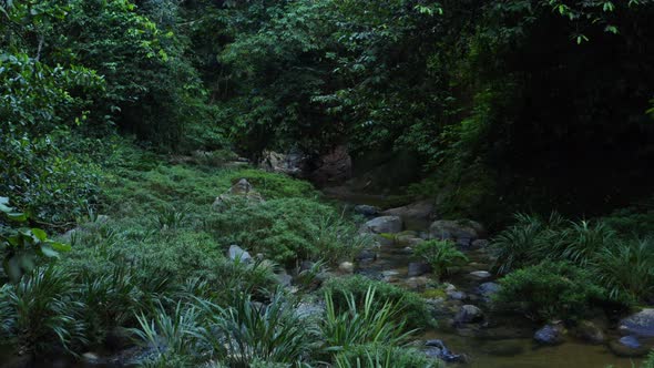 A small stream in a tropical forest covered in many small plants