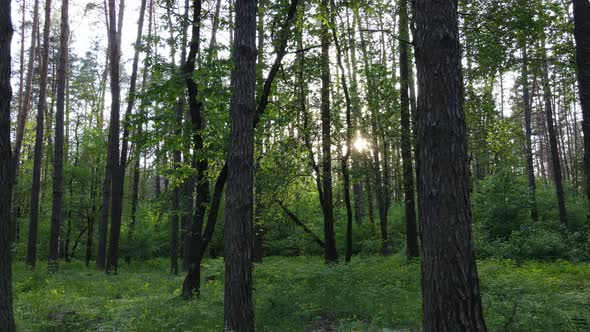 Summer Forest with Pine Trees Slow Motion