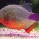 Red Bellied Piranha - VideoHive Item for Sale