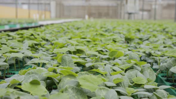 Large industrial nursery with organic vegetable plants growing inside a greenhouse