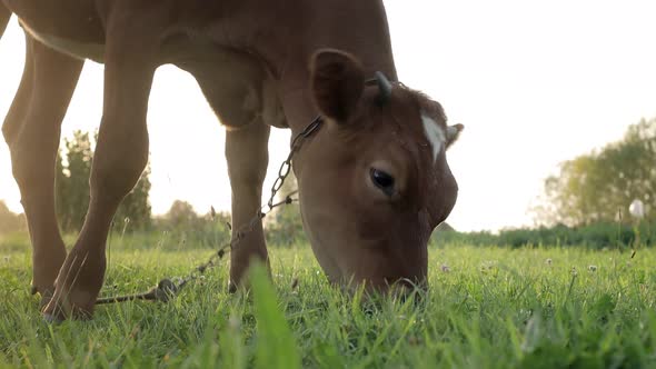 A young small red calf is grazing in a meadow. Agriculture. Cattle breeding.
