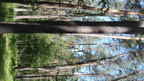 Vertical Video Aerial View Inside a Green Forest with Trees in Summer