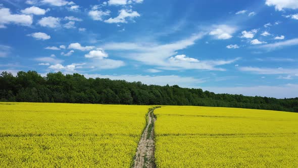 Dirt Road in a Field with Rapeseed Aerial View