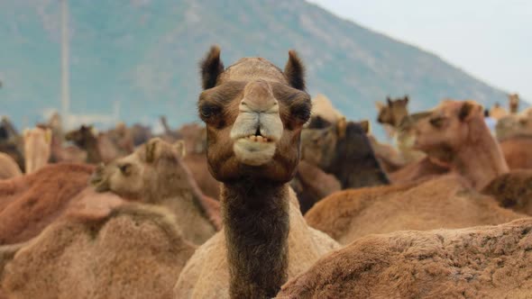 Camels at the Pushkar Fair, Also Called the Pushkar Camel Fair or Locally As Kartik Mela