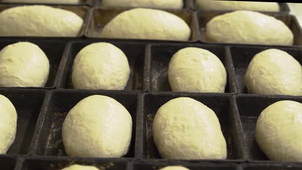 Bread dough in form for cooking.  Bread bakery baking process in factory.