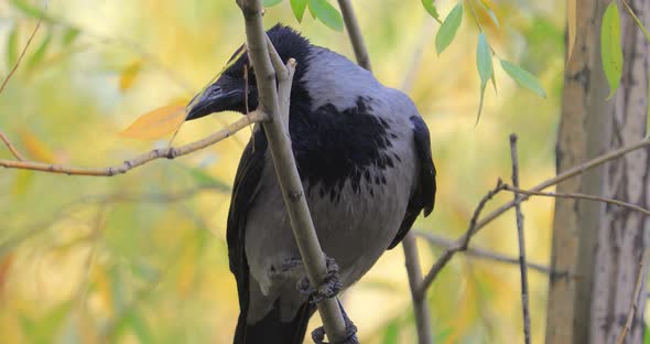 Carrion Crow (Corvus Corone) Black Bird on Branch.