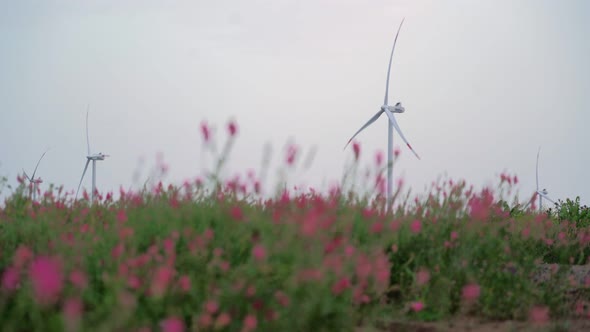 In a Beautiful Field with Pink Flowers Work Windmills