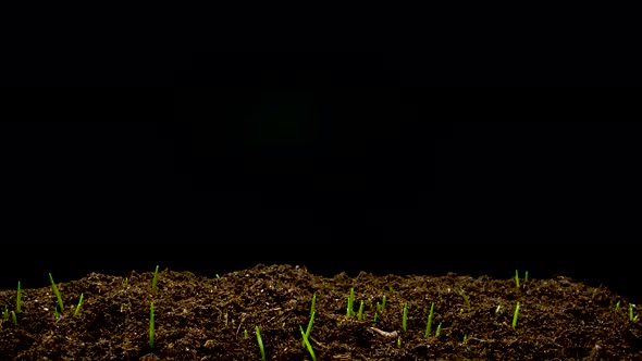 Wheat Seeds Germinate in the Ground