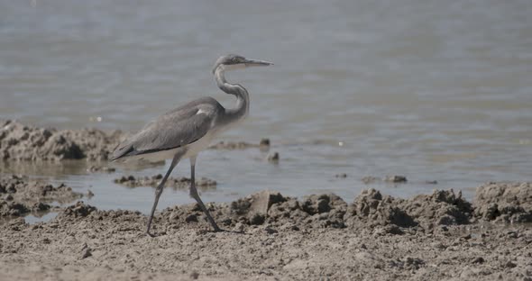 Heron Walking by the Waterhole