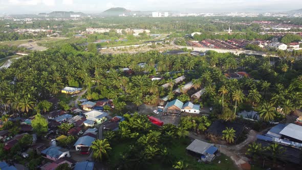 Aerial morning view of oil palm estate