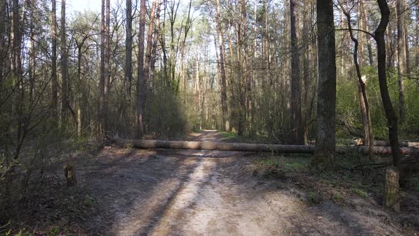 Aerial View of the Road Inside the Forest