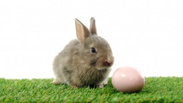 Easter egg and Easter bunny on grass