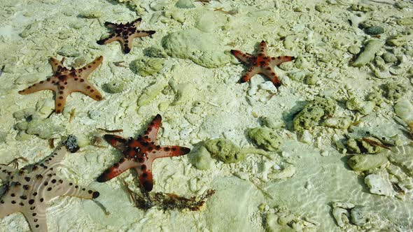 Starfish on a Tropical Beach