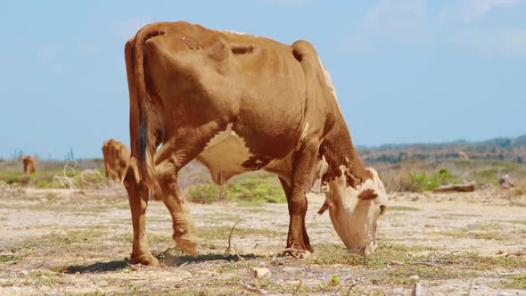 Brown cow grazing in a desert landscape, seen from behind, SLOW MOTION