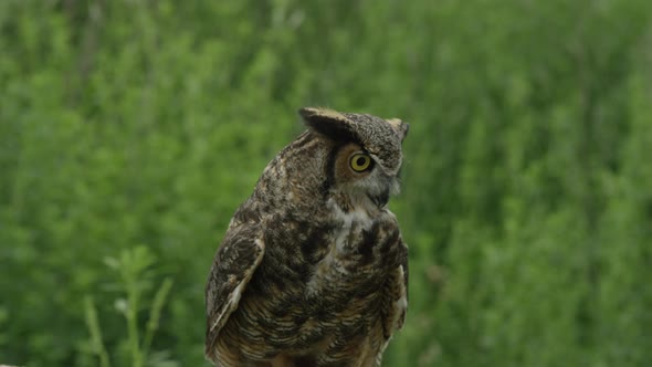 Great horned owl looking for prey