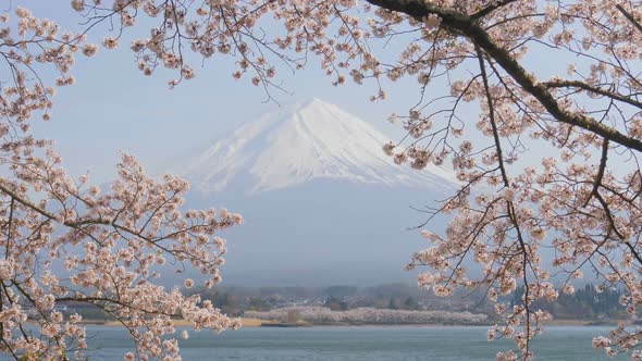 Cherry Blossom With Fuji