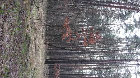 Vertical Video of Trees in a Pine Forest Slow Motion