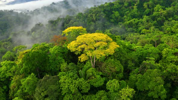 Stunning aerial view of prime Amazon forest: a nature background