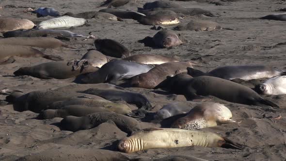 Elephant Seals Cluster Together To Rest And Sleep On Beach Sand At San Simeon, Big Sur, California-