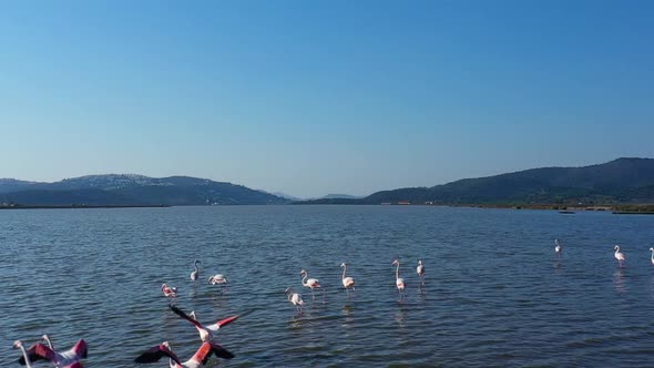 Slow Motion of Flock of Flamingos Flying Over the Sea Water