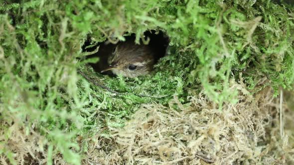 Wren bird in the nest, close up