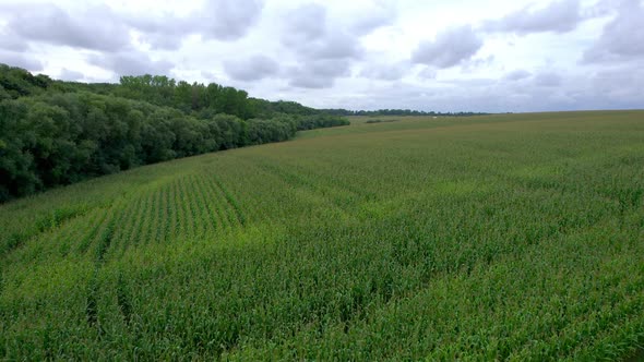 Corn Field That Border with Forest Flight Over the Tops of Corn Stalks Excellent Growth Good Corn