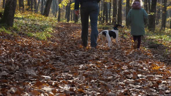 A man with a dog on a leash walks through foliage in an autumn forest in slow motion