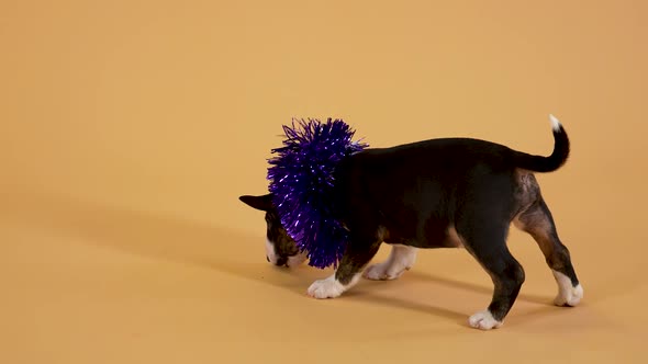 Funny Little Bull Terrier Puppy with New Year's Tinsel Around His Neck Eats Food