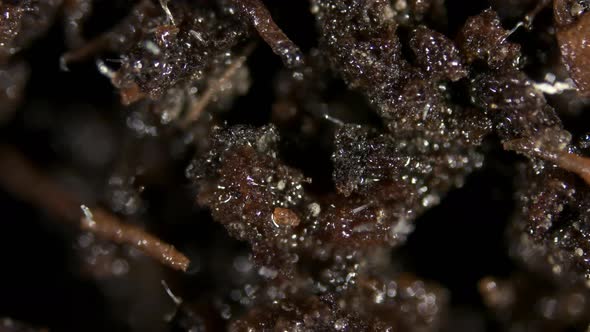 Parasitic Worms Nematoda Under the Microscope
