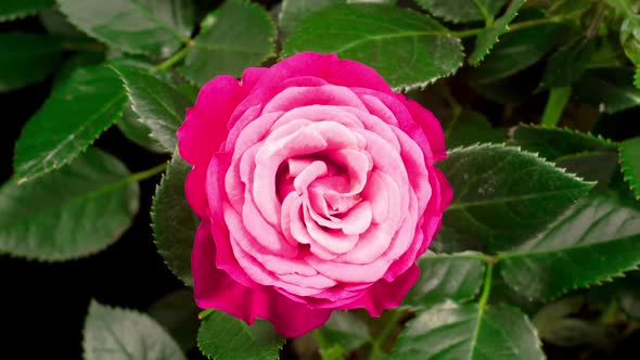 Time Lapse of Opening Pink Rose Flower