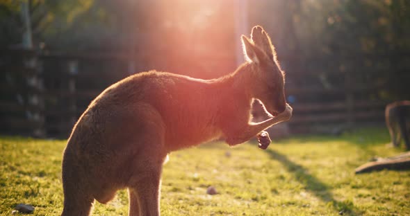 Close up of an eastern grey kangaroo cleaning its face at sunset, BMPCC 4K