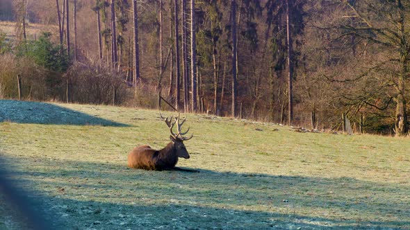 Stag chilling on grass.