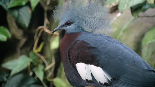 Close up shot of beautiful blue southern crowned pigeon