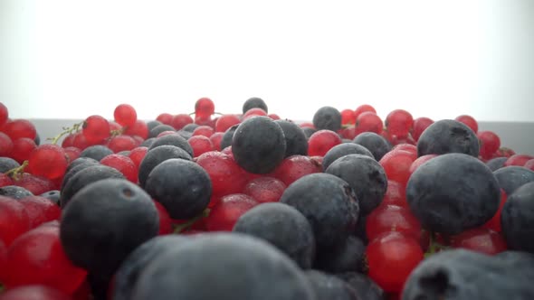 Wild Berries Red Currants and Black Lingonberries are Poured with Water Splashes in Slow Motion