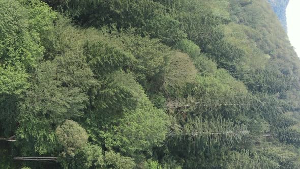 Vertical Video Aerial View of Trees in the Forest