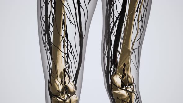 Science Anatomy of Human Blood Vessels