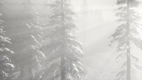 Misty Fog in Pine Forest on Mountain Slopes