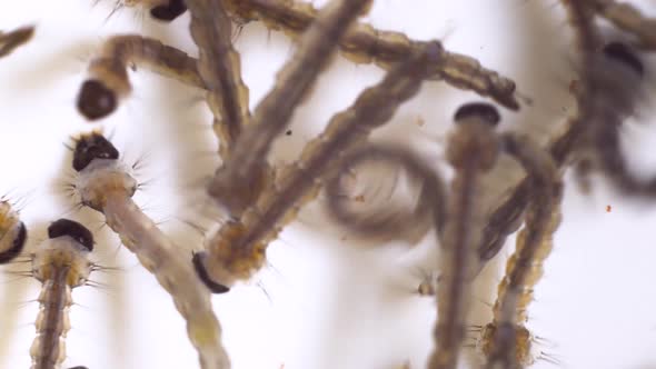 Macro shot of Mosquito Larvae