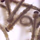 Macro shot of Mosquito Larvae - VideoHive Item for Sale