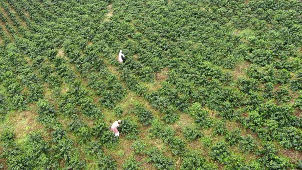 Womens pickings coffee