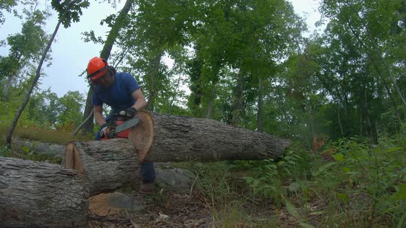 Arborist cuts section from a downed tree