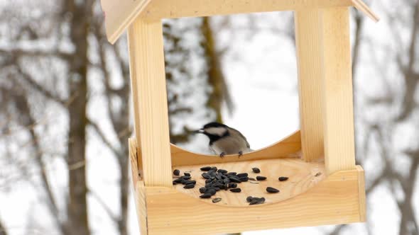 Bird Feeder in the Park