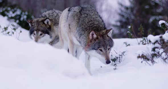 Portrait of Beautiful Alpha Wolf Curiously Looking Around