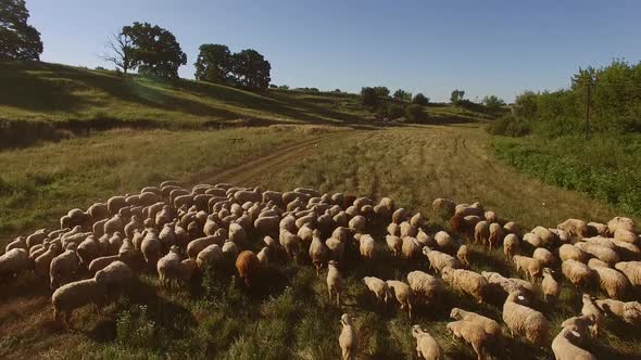 Flock of Sheep Is Walking.