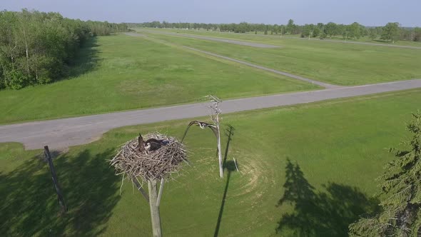 osprey attacks drone to protect nest 4k