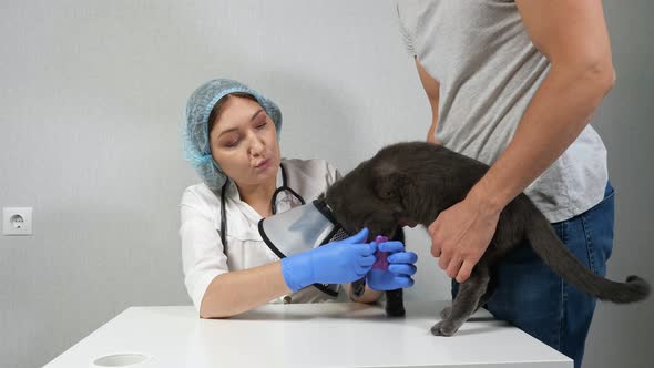 Woman Veterinarian with the Help of the Man's Owner Bandages the Paw of a Gray Cat