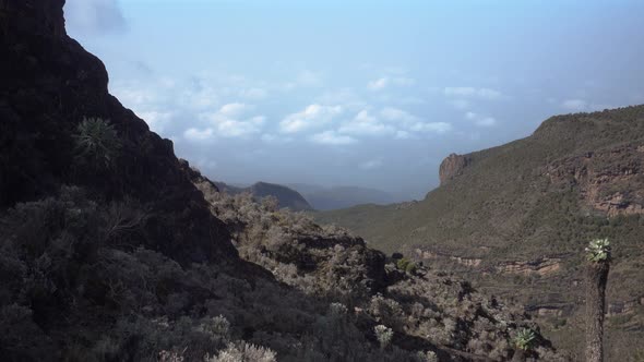 Static Shot of Kilimanjaro Environment with lots of Trees, Looking in Far distance. Blue Sky with so