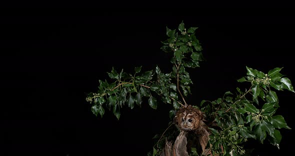 Eurasian Tawny Owl, strix aluco, Adult in Flight, Normandy, Slow motion 4K