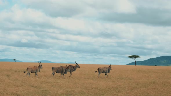 Herd of Impala in Africa