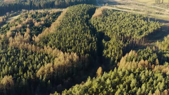 An aerial view of a large green forest